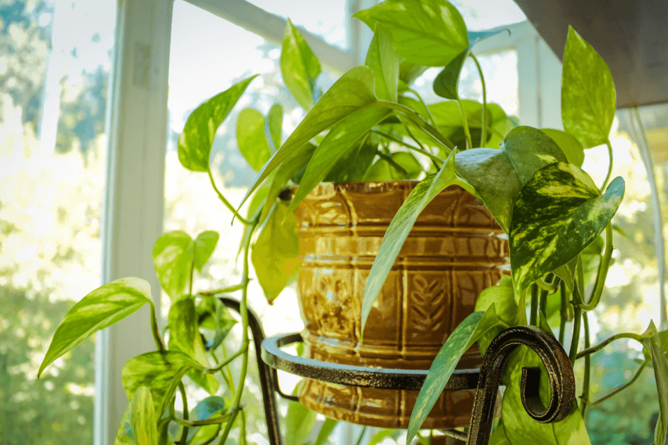 Sabies que algunes plantes d’interior t’ajuden a purificar l’aire de...